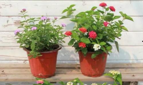 张大锤最新爆料新闻视频,最新爆料新闻视频深度解析  第3张